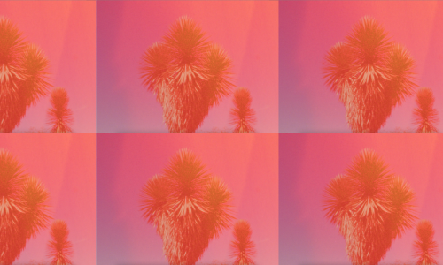 Photograph from a video, featuring a palm tree blanketed in a red hue.